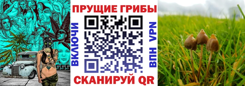 Галлюциногенные грибы Psilocybe  Костомукша 